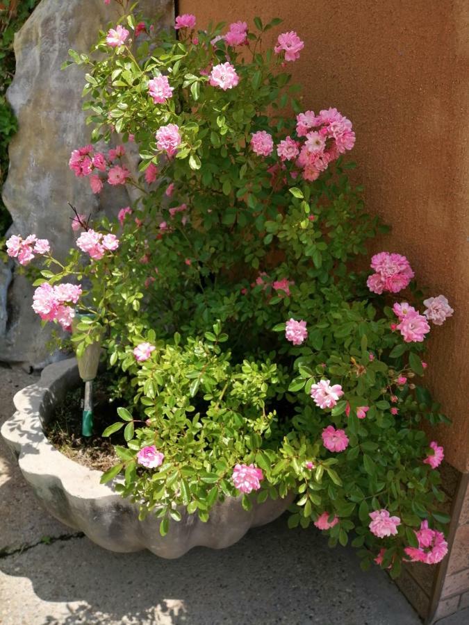 Năvodari Vilele Liliana מראה חיצוני תמונה